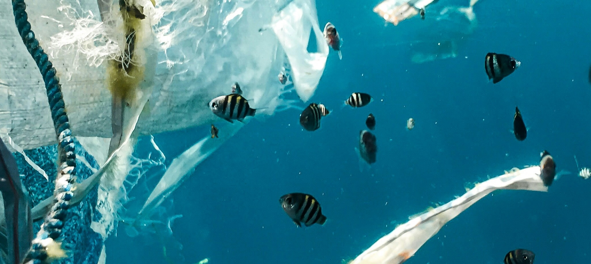 Ocean Plastic